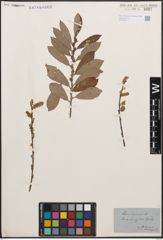 Foto von Salix cinerea L.